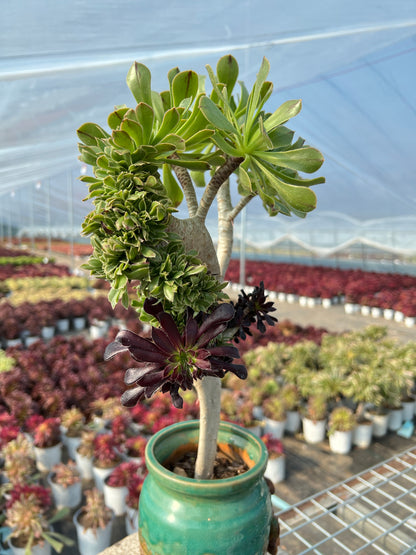 Two tone colourmage crested 35cm has roots/Aeonium Affix / Variegated Natural Live Plants Succulents