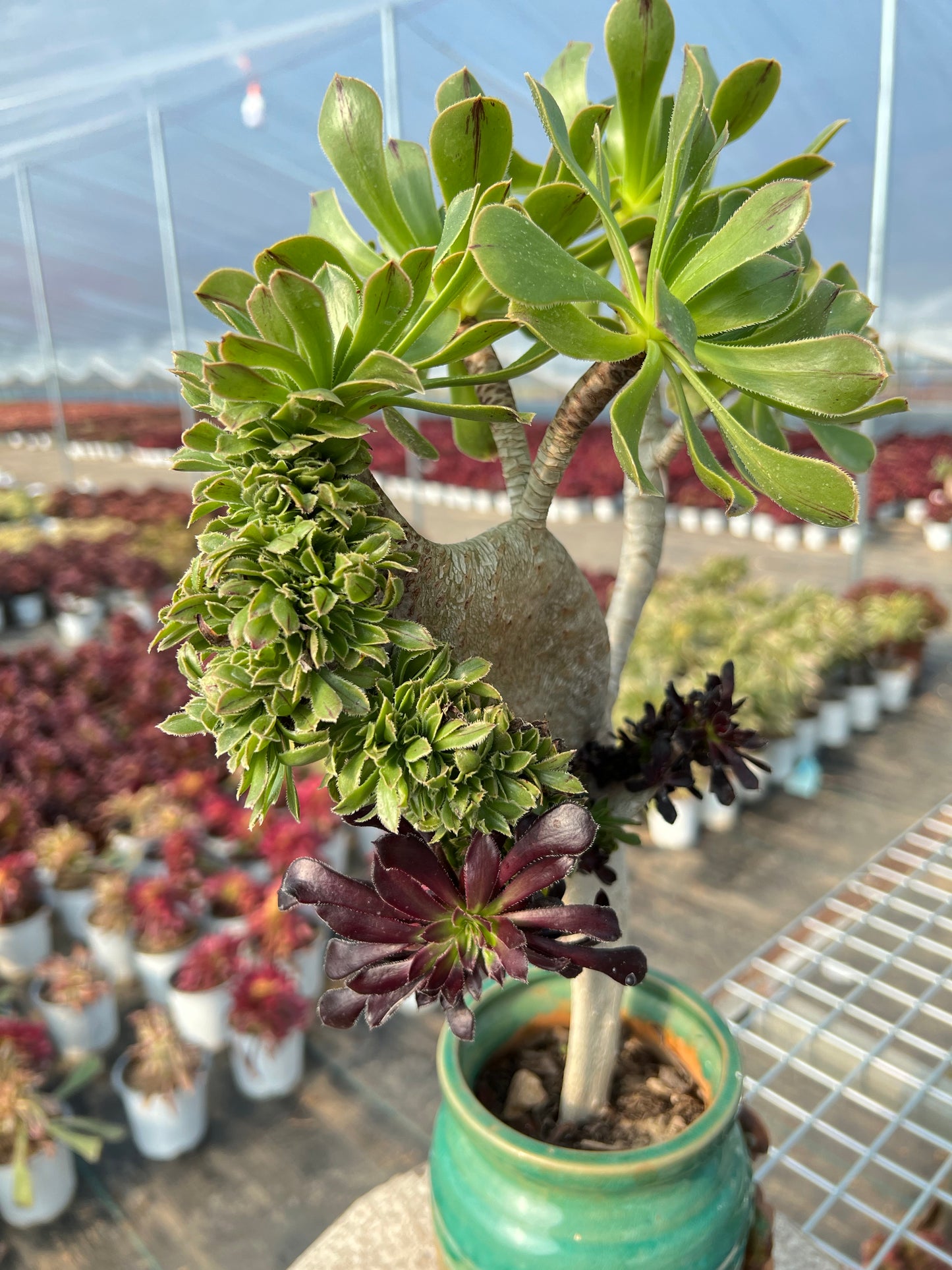 Two tone colourmage crested 35cm has roots/Aeonium Affix / Variegated Natural Live Plants Succulents