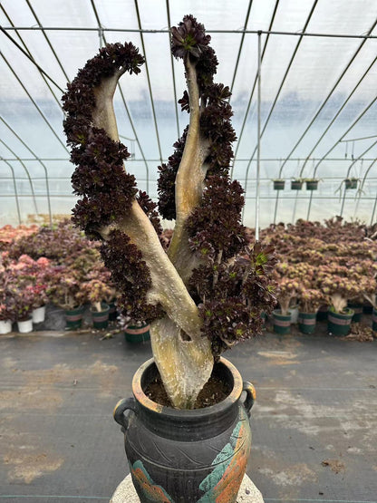 Black mage crested 65cm has roots/Aeonium Affix / Variegated Natural Live Plants Succulents