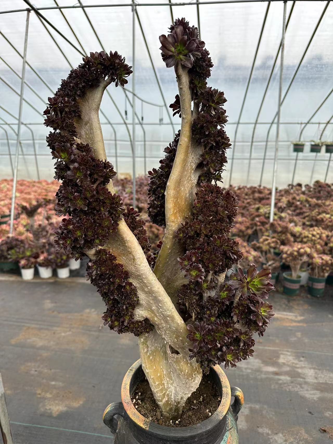 Black mage crested 65cm has roots/Aeonium Affix / Variegated Natural Live Plants Succulents