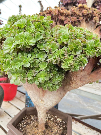 Rosenknospen mit Haube, 48 cm, mit Wurzeln/Aeonium-Affix/bunte, natürliche, lebende Pflanzen, Sukkulenten