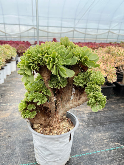 Grüner Magier mit Haube, 30 cm, hat Wurzeln/Aeonium-Affix/bunte natürliche lebende Pflanzen, Sukkulenten