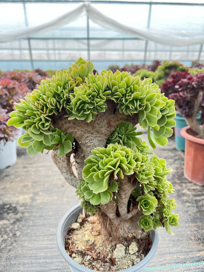 Grüner Magier mit Haube, 30 cm, hat Wurzeln/Aeonium-Affix/bunte natürliche lebende Pflanzen, Sukkulenten