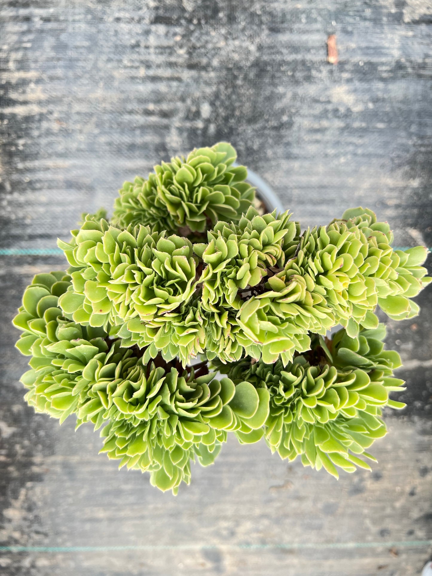 Green Mage crested 30cm has roots/Aeonium Affix / Variegated Natural Live Plants Succulents