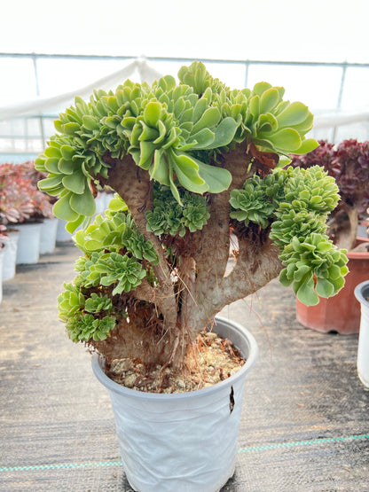 Grüner Magier mit Haube, 30 cm, hat Wurzeln/Aeonium-Affix/bunte natürliche lebende Pflanzen, Sukkulenten