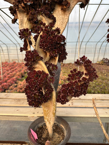 Black mage crested 65cm has roots/Aeonium Affix / Variegated Natural Live Plants Succulents/No.4
