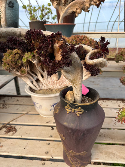 Black mage crested 36cm has roots/Aeonium Affix / Variegated Natural Live Plants Succulents/No.5