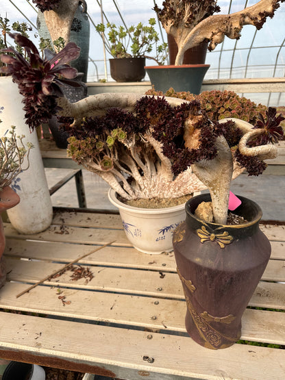 Black mage crested 36cm has roots/Aeonium Affix / Variegated Natural Live Plants Succulents/No.5