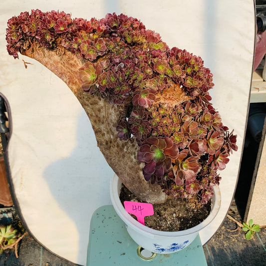 Gull purple rose buds crested 43cm has roots/Aeonium Affix / Variegated Natural Live Plants Succulents