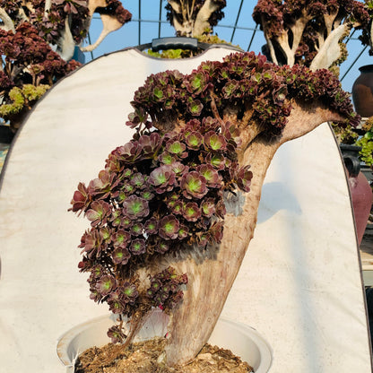 Möwe, violette Rosenknospen mit Haube, 43 cm, hat Wurzeln/Aeonium Affix / bunte natürliche lebende Pflanzen, Sukkulenten