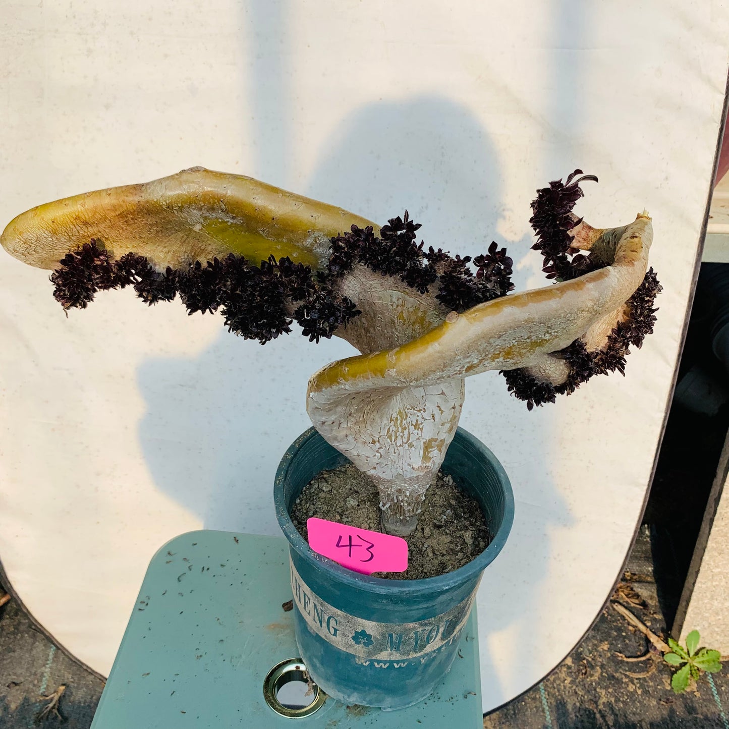 Black mage crested 37cm has roots/Aeonium Affix / Variegated Natural Live Plants Succulents