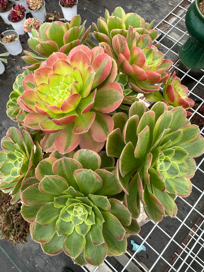 Halloween variegate cluster20-30cm Old pile/ 10-20 heads/ Aeonium cluster / Variegated Natural Live Plants Succulents2023