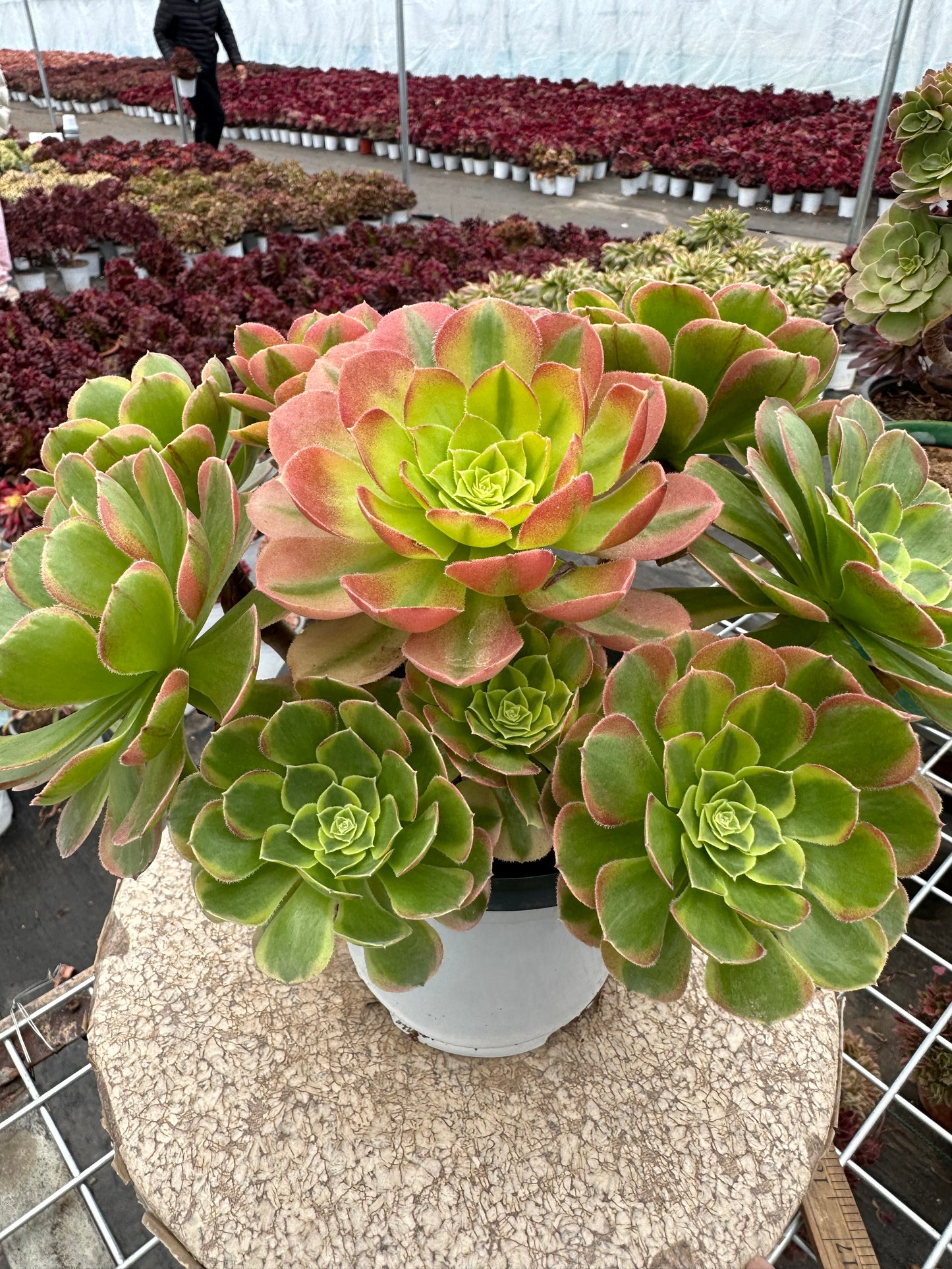 Halloween variegate cluster20-30cm Old pile/ 10-20 heads/ Aeonium cluster / Variegated Natural Live Plants Succulents2023