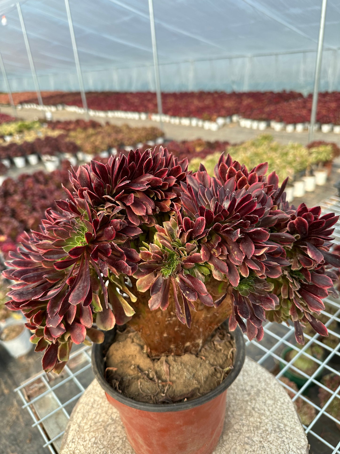 Superbang crested 30cm has roots/Aeonium Affix / Variegated Natural Live Plants Succulents