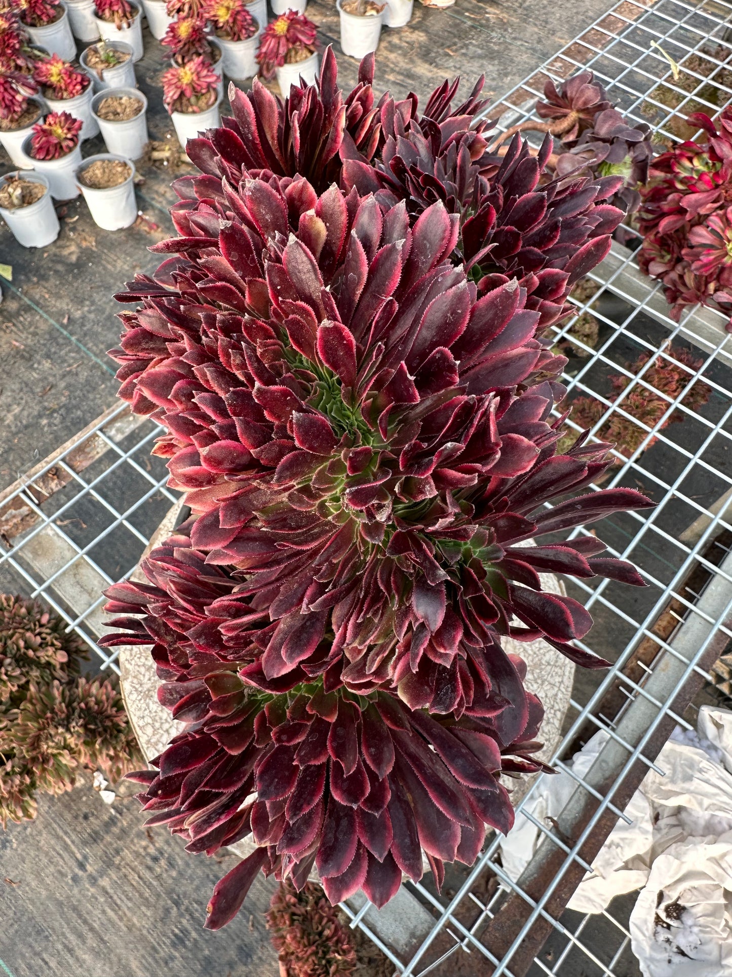 Superbang crested 30cm has roots/Aeonium Affix / Variegated Natural Live Plants Succulents