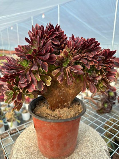 Superbang crested 30cm has roots/Aeonium Affix / Variegated Natural Live Plants Succulents