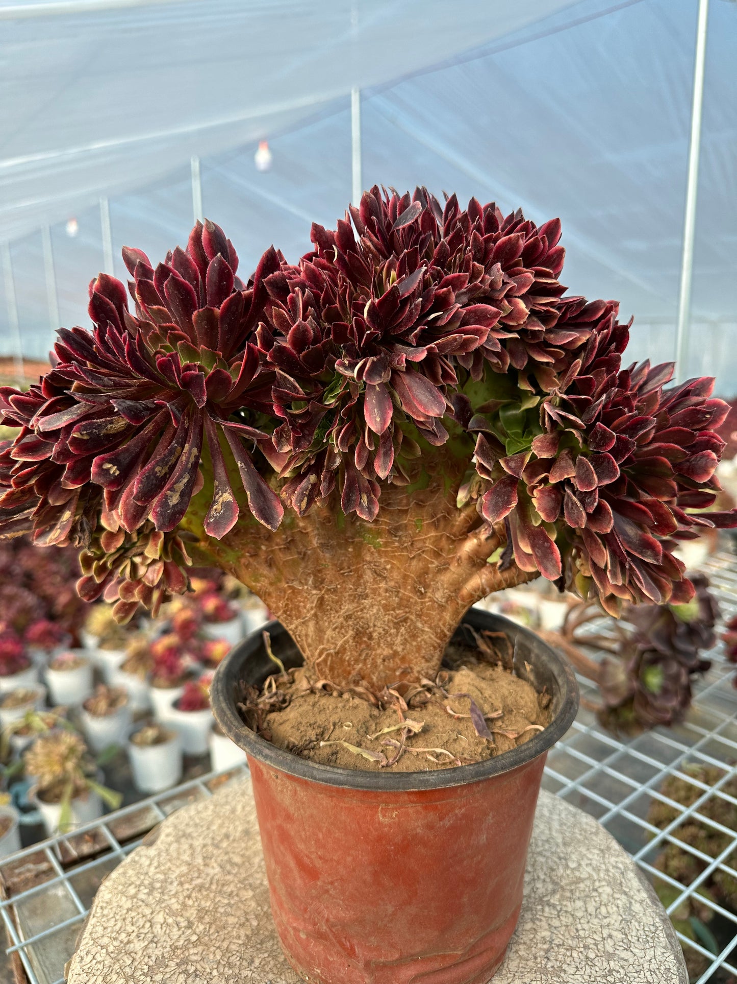 Superbang crested 30cm has roots/Aeonium Affix / Variegated Natural Live Plants Succulents