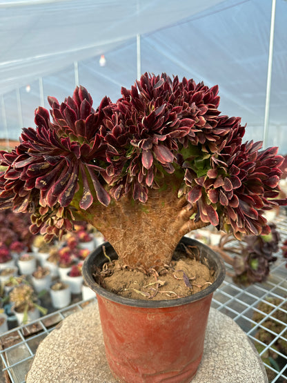 Superbang crested 30cm has roots/Aeonium Affix / Variegated Natural Live Plants Succulents