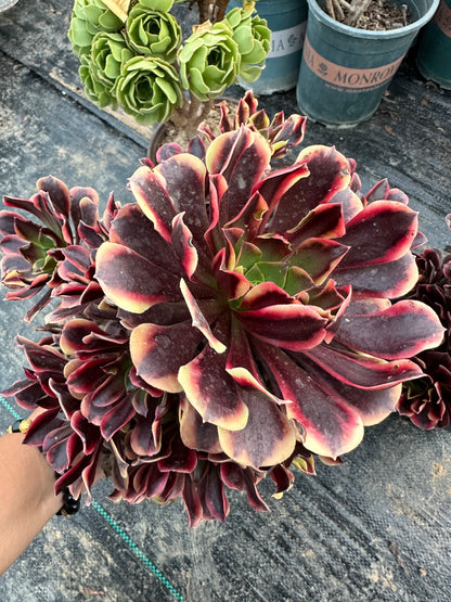 Superbang cluster20-30cm Old pile/ 10-20 heads/ Aeonium cluster / Variegated Natural Live Plants Succulents2023