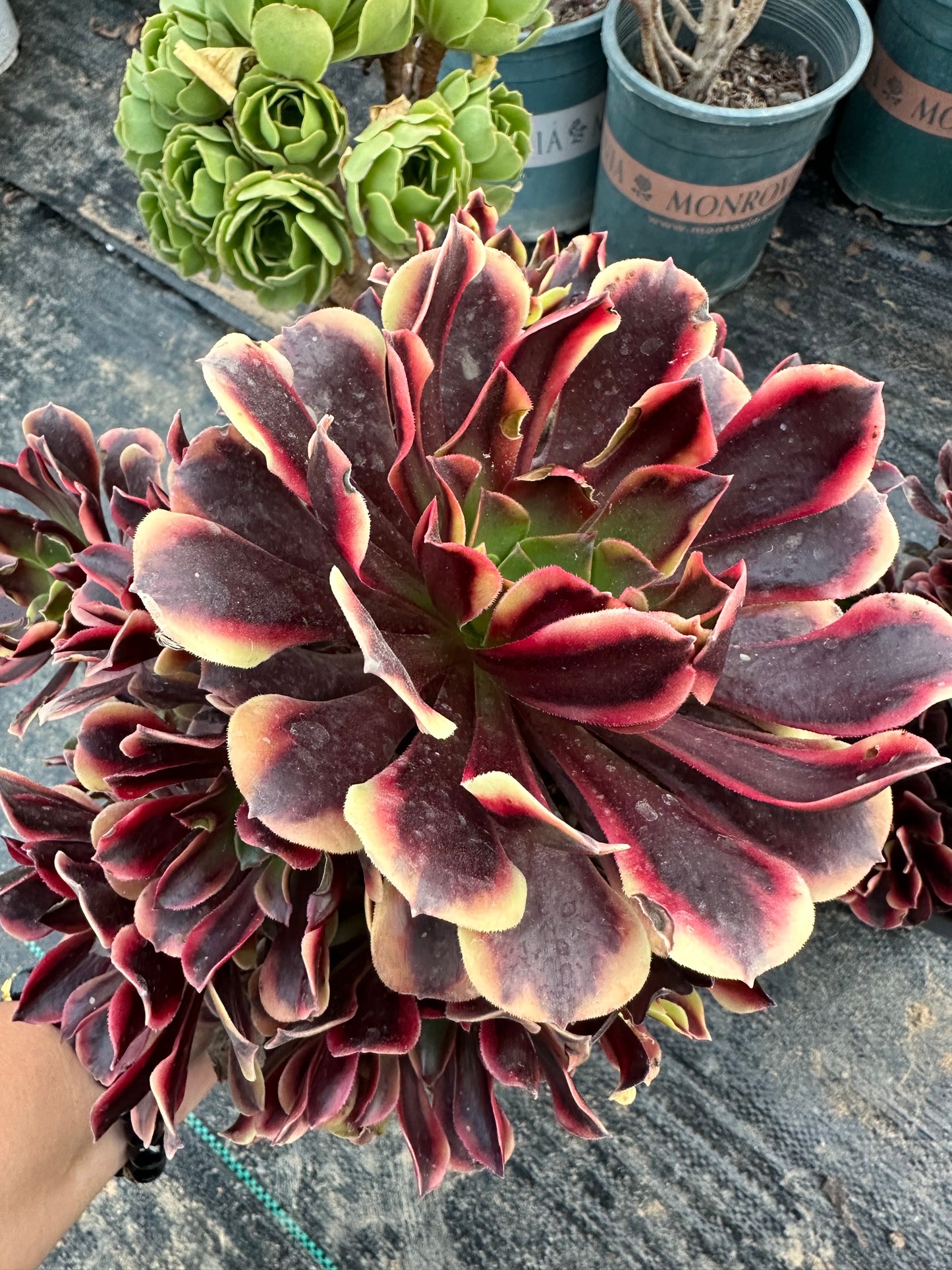 Superbang cluster20-30cm Old pile/ 10-20 heads/ Aeonium cluster / Variegated Natural Live Plants Succulents2023