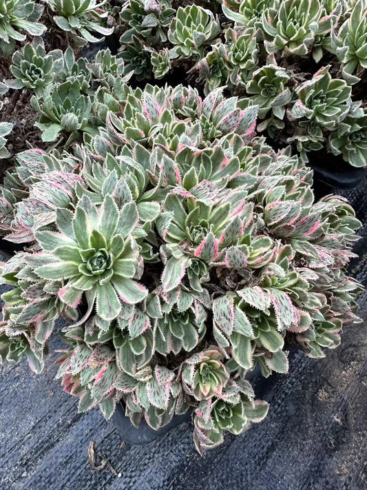 Bare Metal cluster20-30cm Old pile/ 20-40 heads/ Aeonium cluster / Variegated Natural Live Plants Succulents