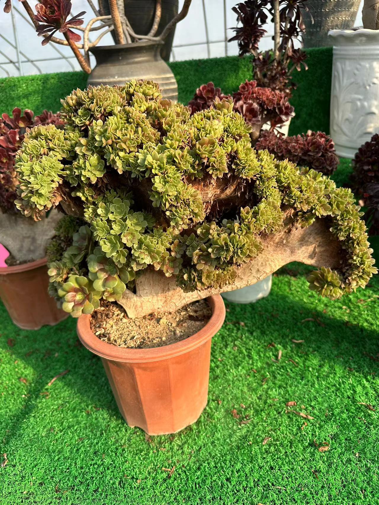 Halloween crested 45cm has roots/Aeonium Affix / Variegated Natural Live Plants Succulents