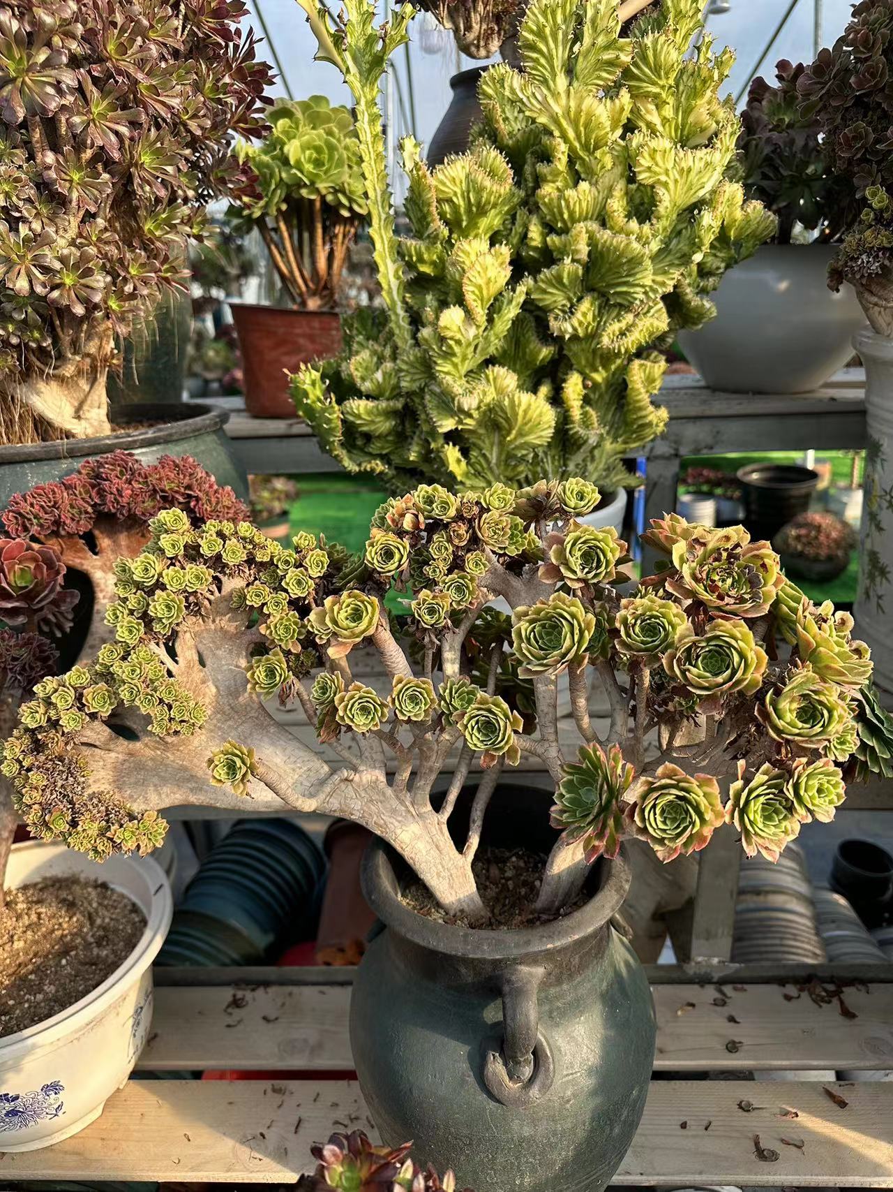Fiesta Crested Crested 50 cm hat Wurzeln/Aeonium Affix/Variegated Natural Live Plants Succulents