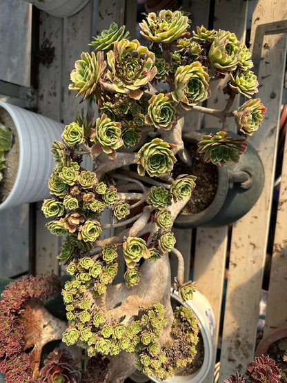 Fiesta crested crested 50cm has roots/Aeonium Affix / Variegated Natural Live Plants Succulents