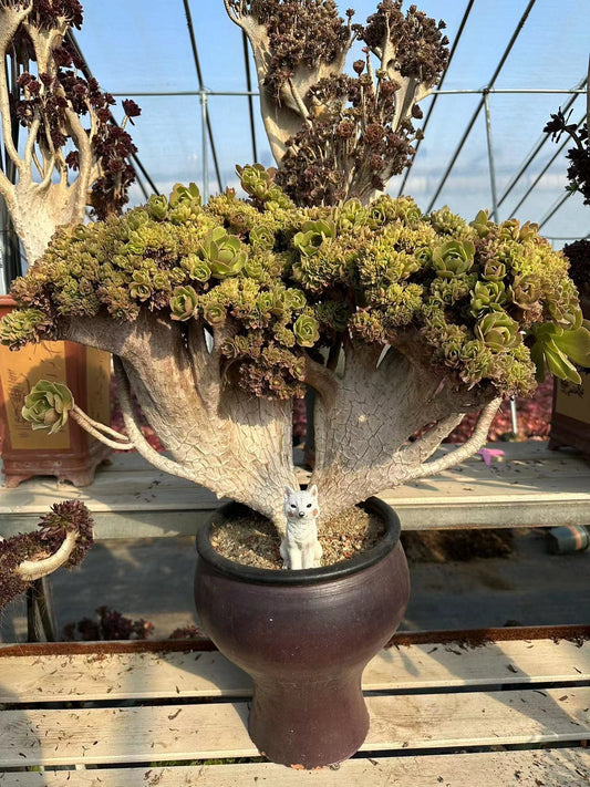 Halloween crested high45cm/wide65cm has roots/Aeonium Affix / Variegated Natural Live Plants Succulents