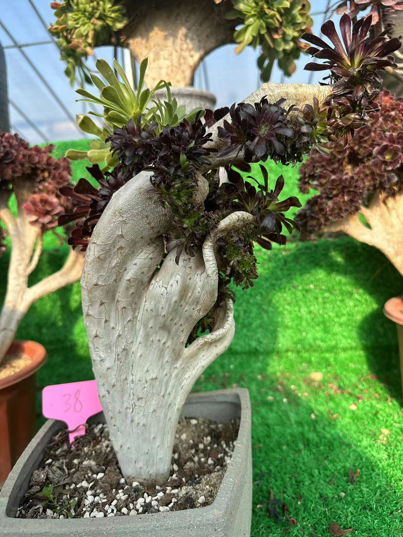 Zweifarbiger Kamm, 35 cm, mit Wurzeln/Aeonium-Affix/bunte, natürliche, lebende Pflanzen, Sukkulenten