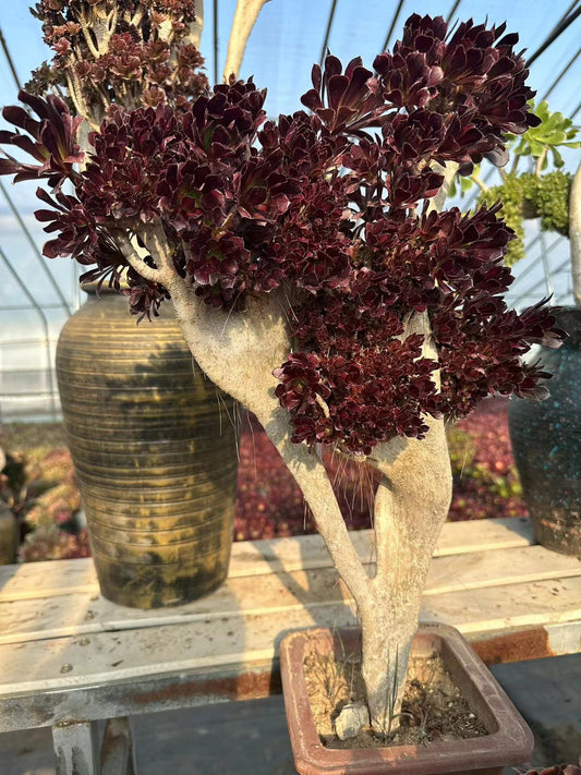 Black mage crested 55cm has roots/Aeonium Affix / Variegated Natural Live Plants Succulents