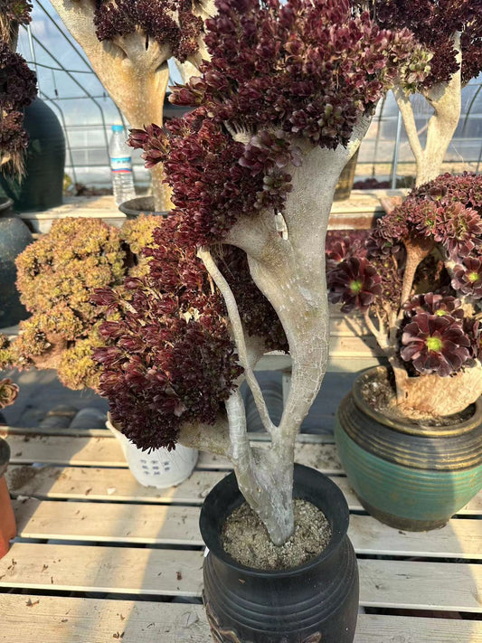 Black mage crested 60cm has roots/Aeonium Affix / Variegated Natural Live Plants Succulents
