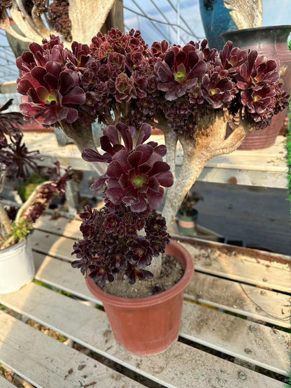 Möwe, violette Rosenknospen mit Haube, 40 cm, hat Wurzeln/Aeonium Affix/bunte natürliche lebende Pflanzen, Sukkulenten