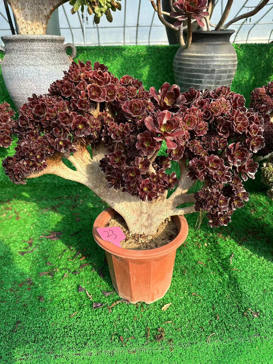 Möwe, violette Rosenknospen mit Haube, 45 cm, hat Wurzeln/Aeonium Affix/bunte natürliche lebende Pflanzen, Sukkulenten