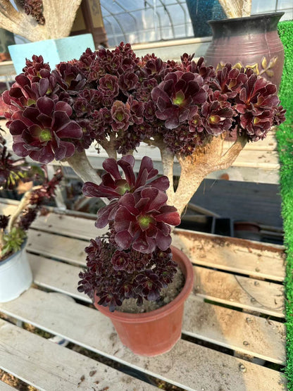 Möwe, violette Rosenknospen mit Haube, 40 cm, hat Wurzeln/Aeonium Affix/bunte natürliche lebende Pflanzen, Sukkulenten