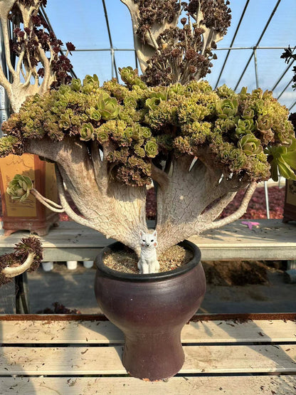 Halloween crested high45cm/wide65cm has roots/Aeonium Affix / Variegated Natural Live Plants Succulents