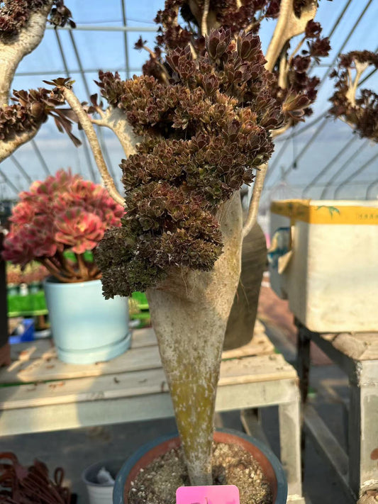 Graumagier mit Haube, 50 cm, hat Wurzeln/Aeonium-Affix/bunte natürliche lebende Pflanzen, Sukkulenten