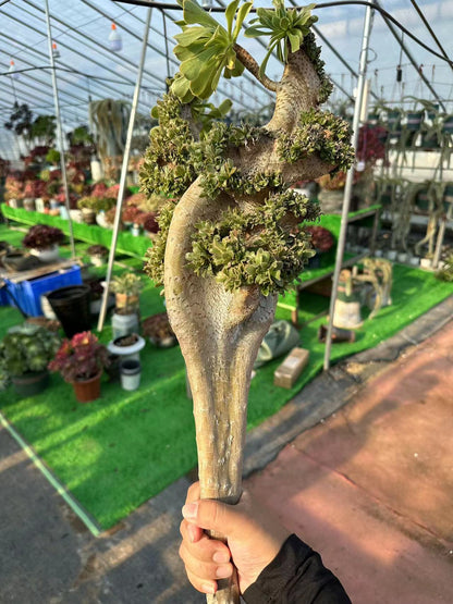 Green Mage crested 45cm has roots/Aeonium Affix / Variegated Natural Live Plants Succulents