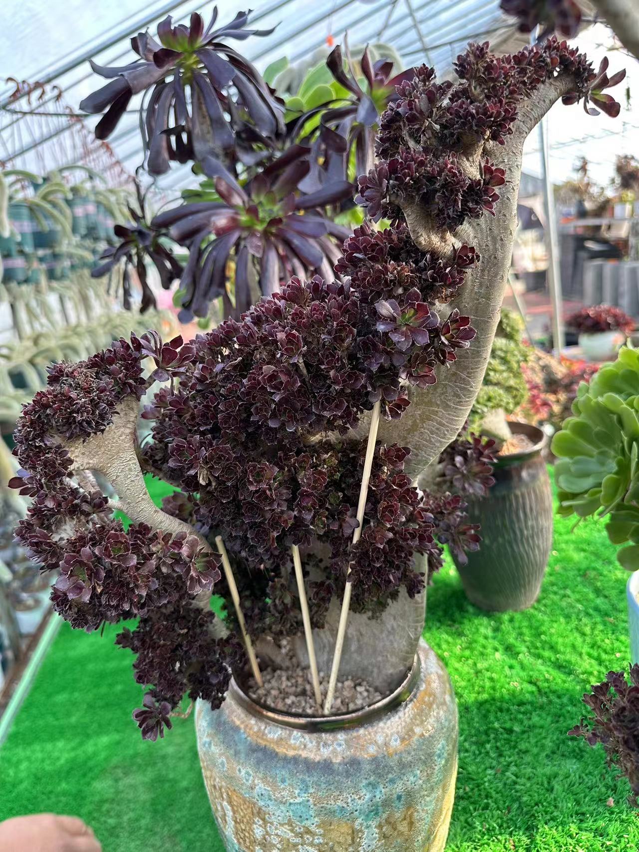 Black mage crested 50cm has roots/Aeonium Affix / Variegated Natural Live Plants Succulents