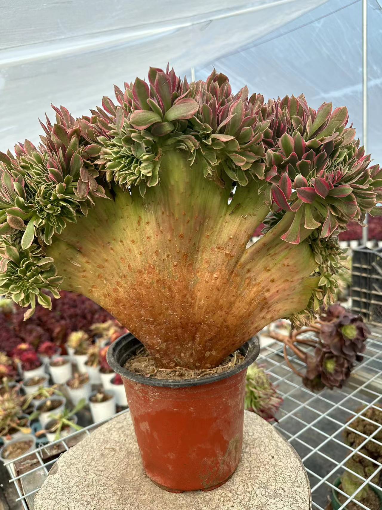 Rosa Hexen-Zugbank mit Haube, 40 cm, hat Wurzeln/Aeonium Affix/bunte natürliche lebende Pflanzen, Sukkulenten
