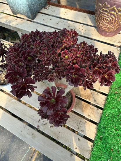Gull purple rose buds crested 40cm has roots/Aeonium Affix / Variegated Natural Live Plants Succulents