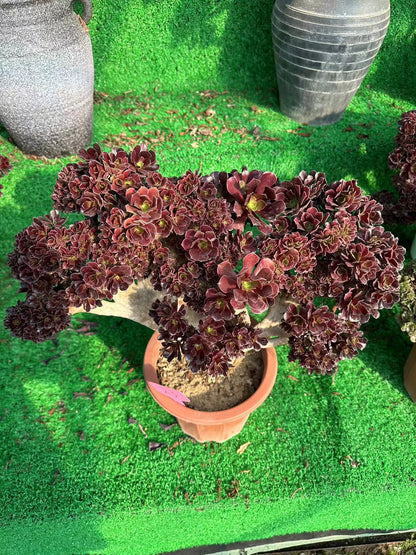 Möwe, violette Rosenknospen mit Haube, 45 cm, hat Wurzeln/Aeonium Affix/bunte natürliche lebende Pflanzen, Sukkulenten