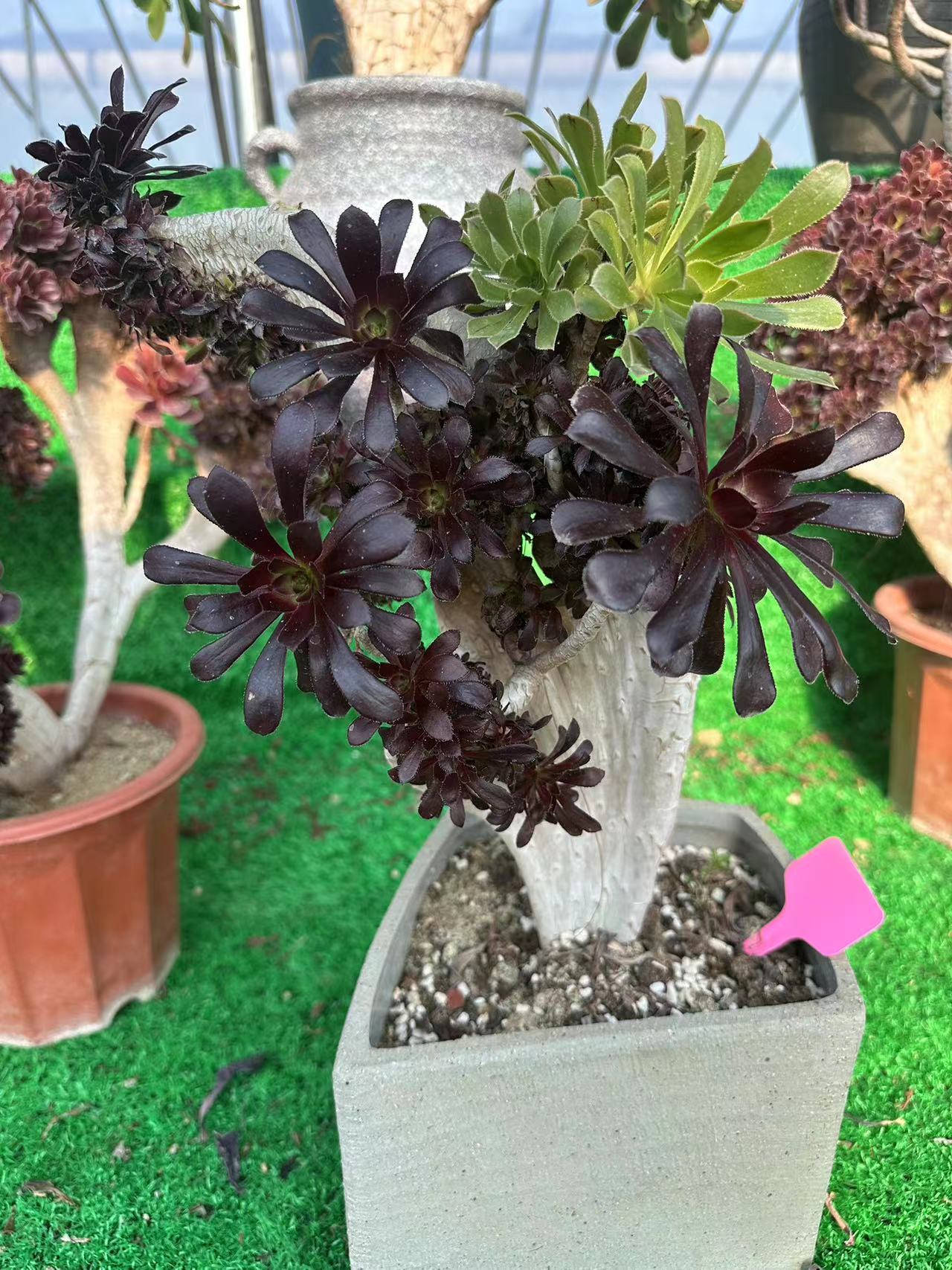 Two tone colour crested 35cm has roots/Aeonium Affix / Variegated Natural Live Plants Succulents