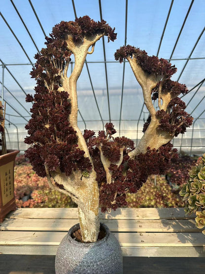 Black mage crested high67cm/wide45cm has roots/Aeonium Affix / Variegated Natural Live Plants Succulents