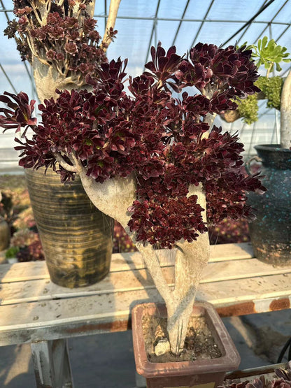 Black mage crested 55cm has roots/Aeonium Affix / Variegated Natural Live Plants Succulents