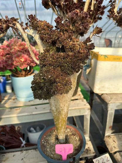 Grey Mage crested 50cm has roots/Aeonium Affix / Variegated Natural Live Plants Succulents