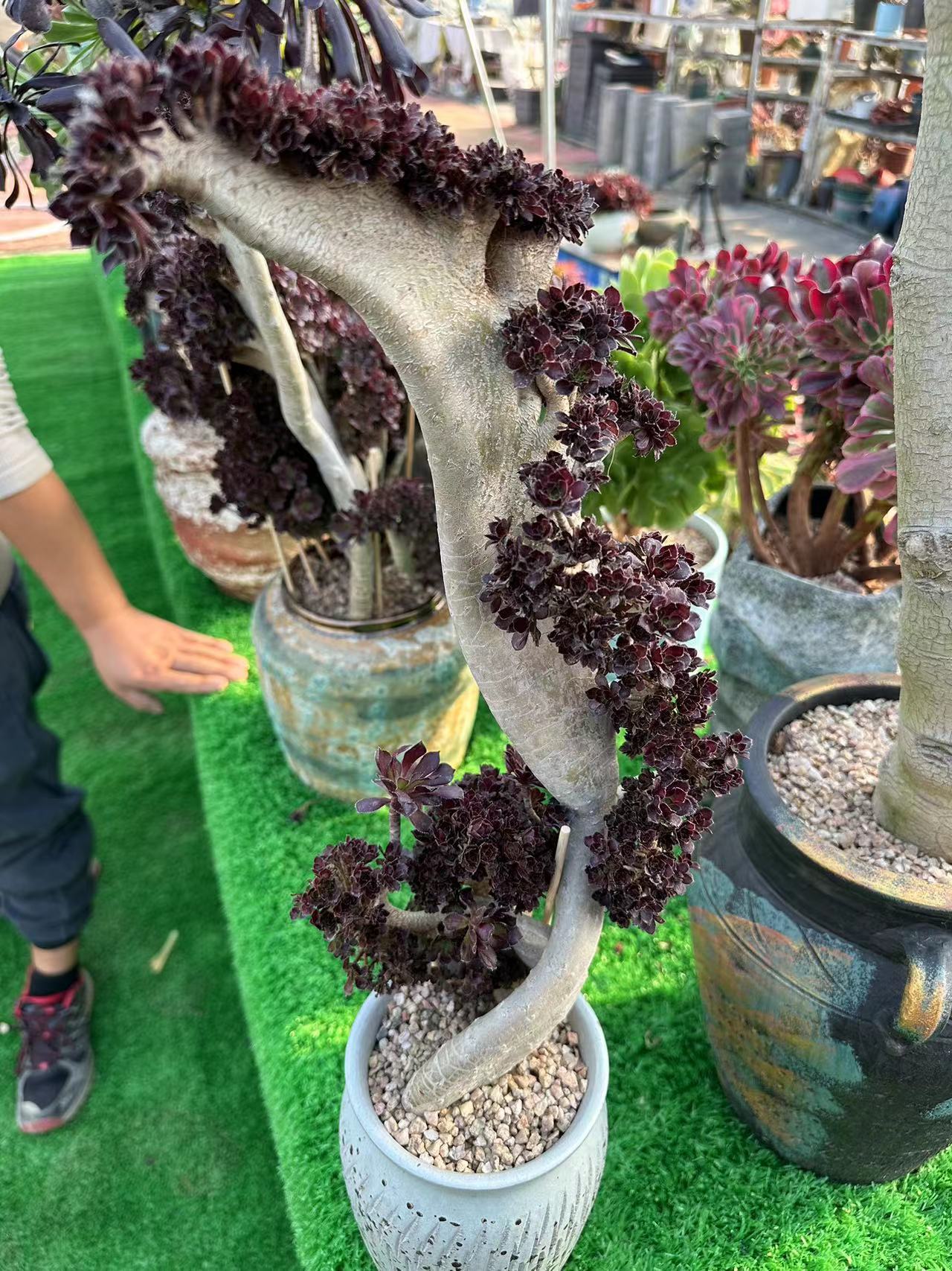 Black mage crested 45cm has roots/Aeonium Affix / Variegated Natural Live Plants Succulents