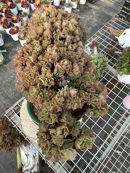 Halloween crested 35cm has roots/Aeonium Affix / Variegated Natural Live Plants Succulents