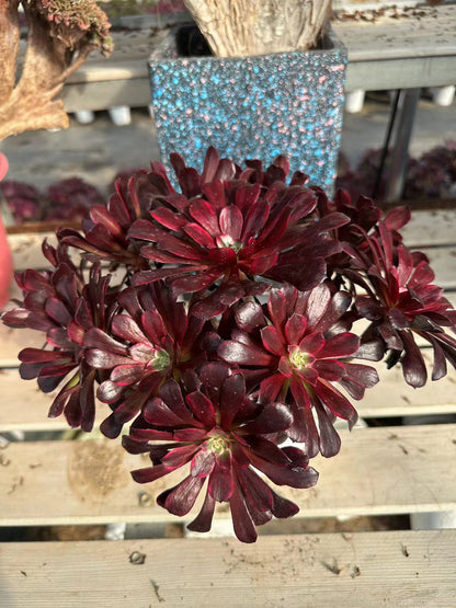 Mo Yan cluster20-30cm Old pile/ 8-15 heads/ Aeonium cluster / Variegated Natural Live Plants Succulents2023