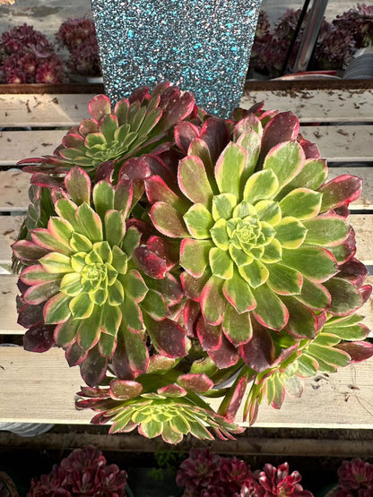 Morning cloud cluster20-30cm Old pile/ 8-15 heads/ Aeonium cluster / Variegated Natural Live Plants Succulents2023